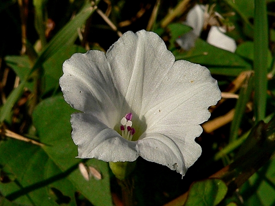 {Ipomoea lacunosa}